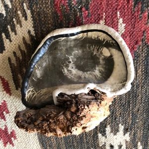 Mushroom Art Decoration Eye 🍄